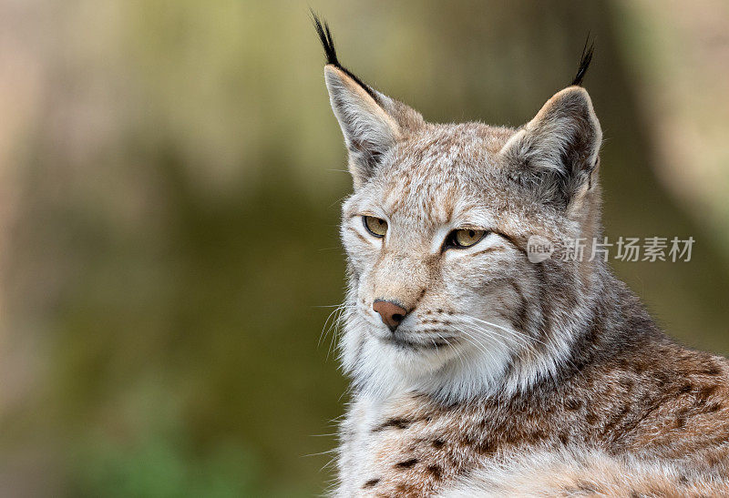 欧亚猞猁(lynx lynx)肖像